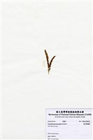 藏品(短尖假羽藻)的圖片